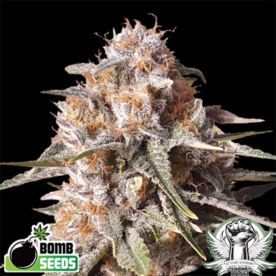 Bomb Seeds Baked Bomb AUTO