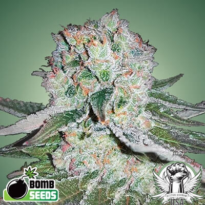 Bomb Seeds Banana Bomb