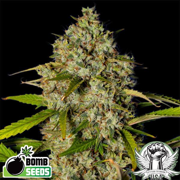Bomb Seeds Blue Dream Bomb