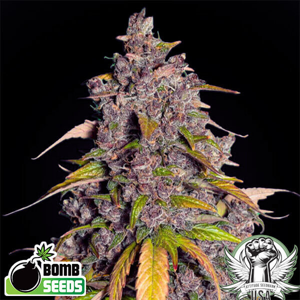 Bomb Seeds Double Purple Bomb