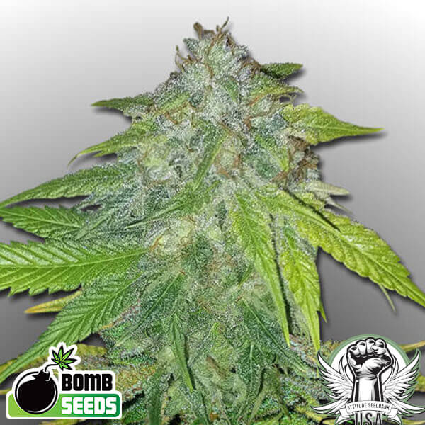Bomb Seeds Ghost Train Bomb
