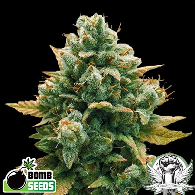 Bomb Seeds Godfather Bomb