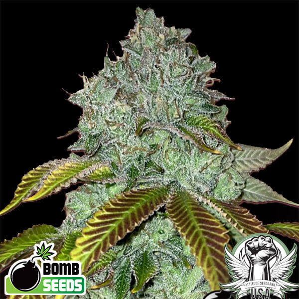 Bomb Seeds Permanent Marker Bomb