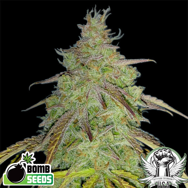 Bomb Seeds Super Boof Bomb