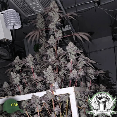 Capulator Seeds Strawberry Junky