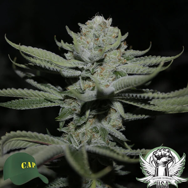 Capulator Seeds Strawberry Pines