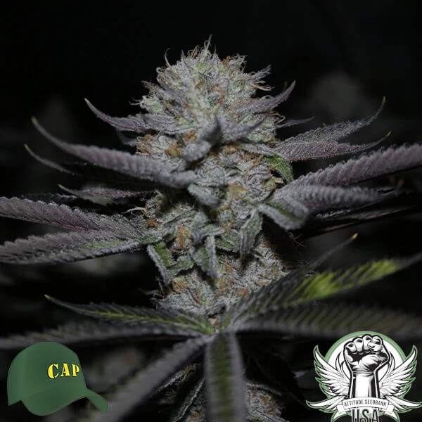 attitude capulator strawberrypines web3 600x600_600x600.jpg