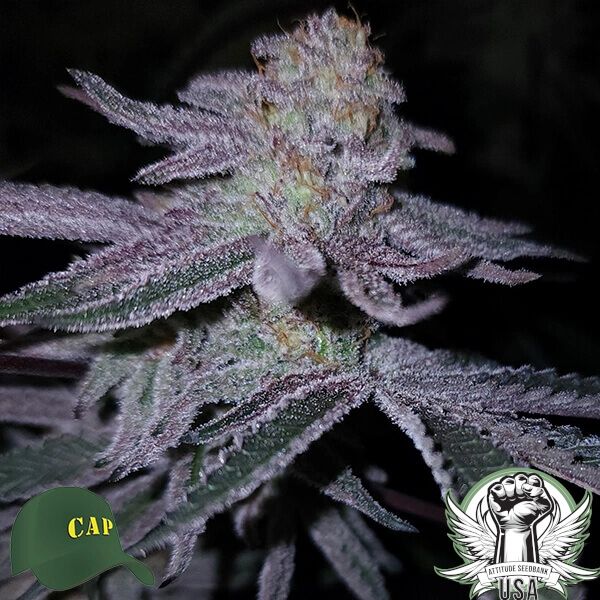 Capulator Seeds Wolkenfresser (Cloud Gobbler)