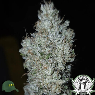 Capulator Seeds Wookie Strength