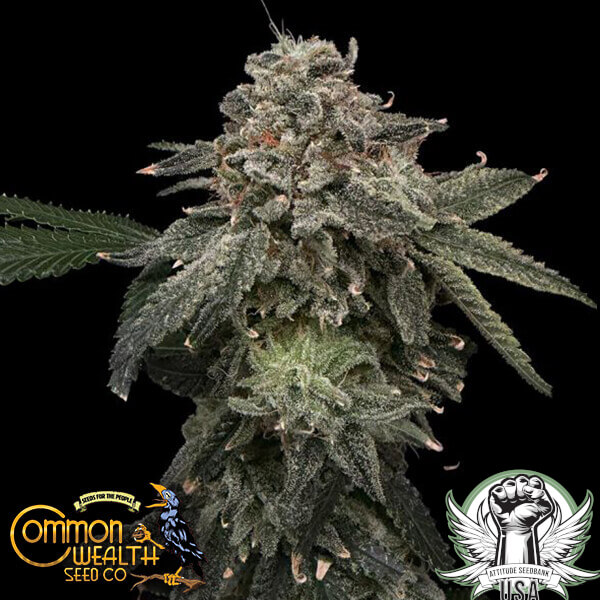 Common Wealth Seed Co Briar Patch