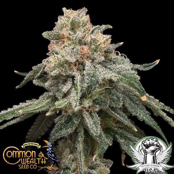 Common Wealth Seed Co Grape Goblin