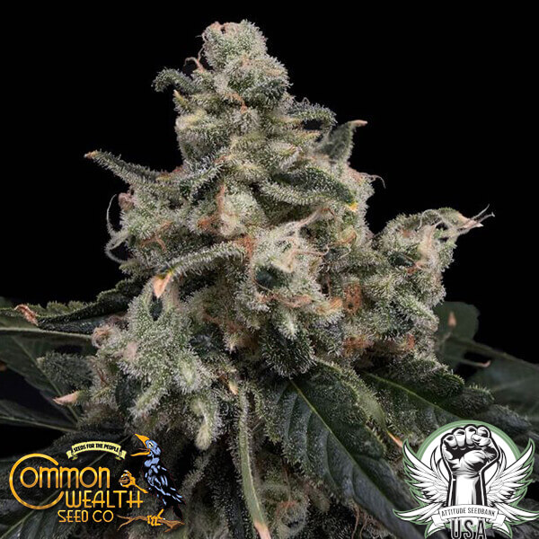 Common Wealth Seed Co Strawberry Honeycombz