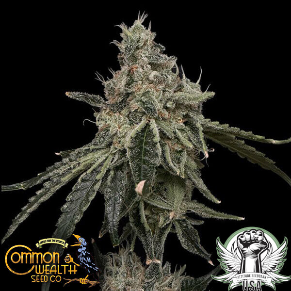 Common Wealth Seed Co Superberry