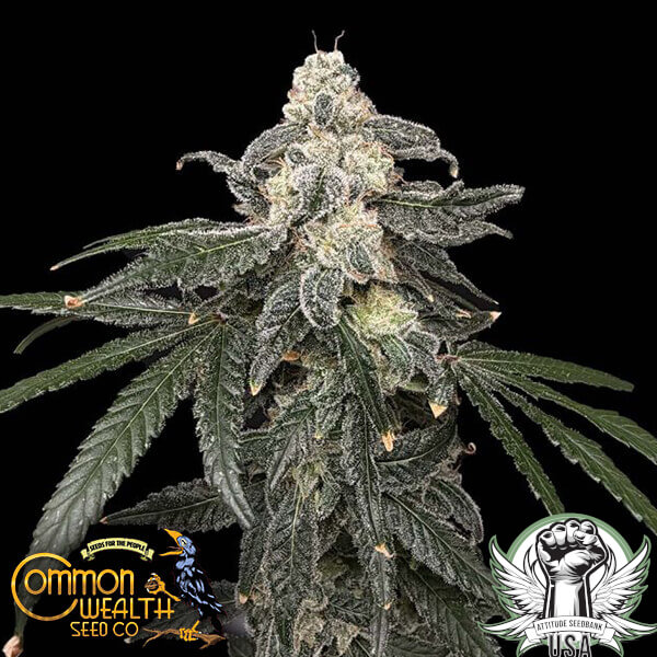 Common Wealth Seed Co Thornberry Pie