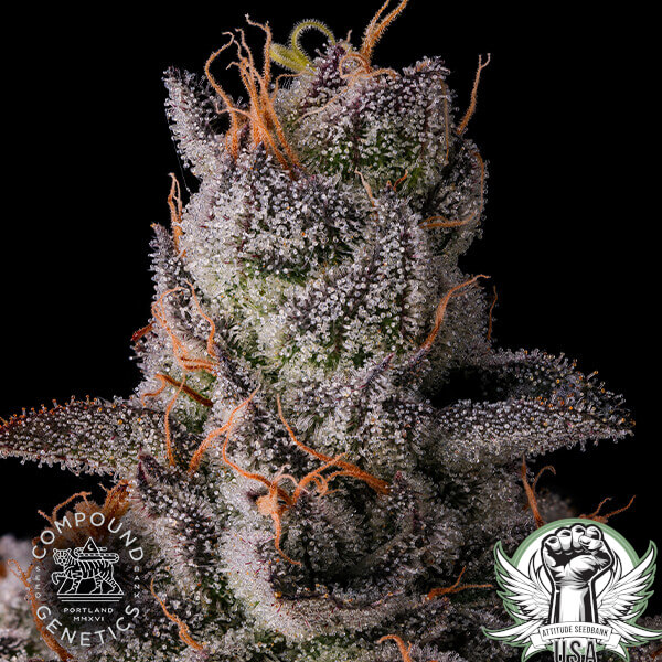 attitude compound 90proof3 600x600_600x600.jpg