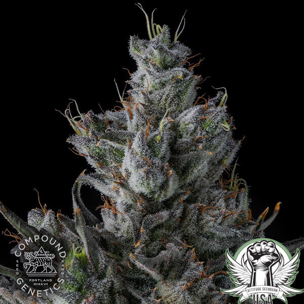 attitude compound guwopgreen 2 600x600_600x600.jpg