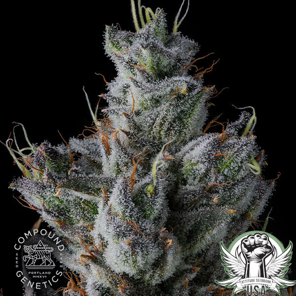 attitude compound guwopgreen 3 600x600_600x600.jpg