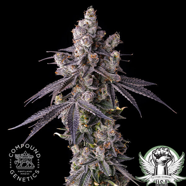 Compound Genetics Seeds Mora Azul