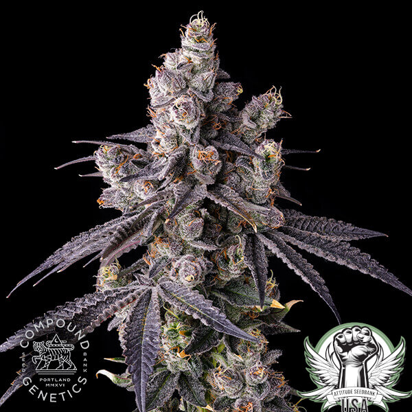 attitude compound moraazul2 600x600_600x600.jpg