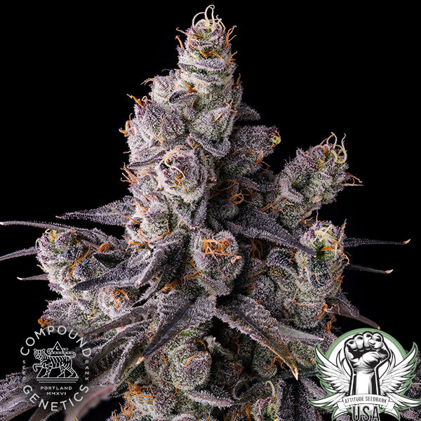 attitude compound moraazul3 600x600_600x600.jpg