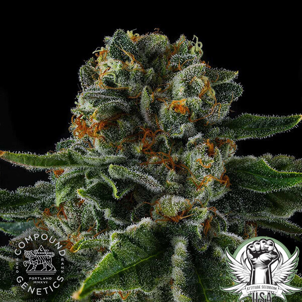 attitude compound mrjones2 600x600_600x600.jpg