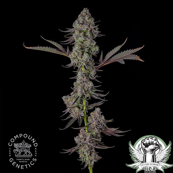 attitude compound mrjones4 600x600_600x600.jpg