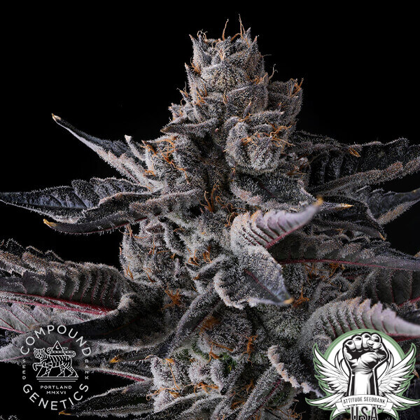 attitude compound newmoney 2 600x600_600x600.jpg
