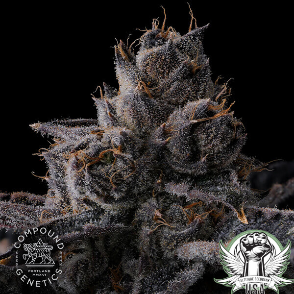 attitude compound newmoney 3 600x600_600x600.jpg