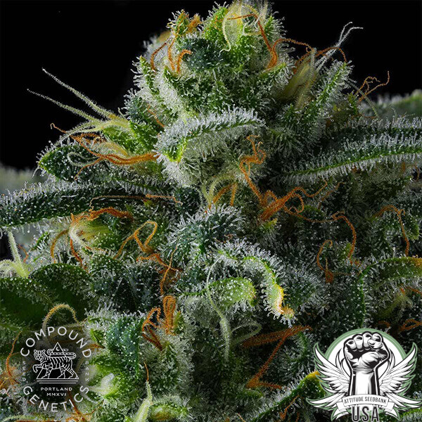 attitude compound philbobaggins3 600x600_600x600.jpg