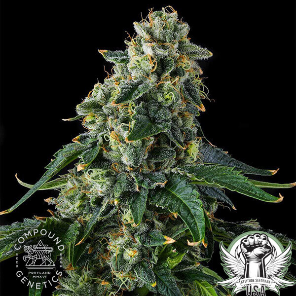 attitude compound presidentialpardon2 600x600_600x600.jpg