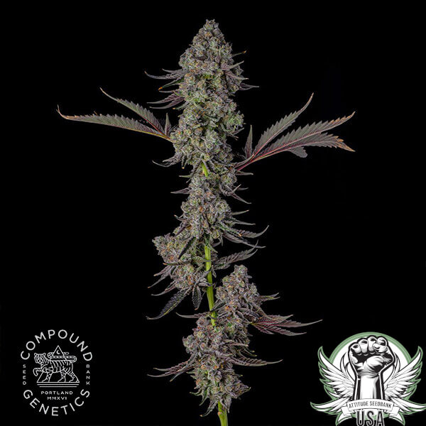 attitude compound presidentialpardon3 600x600_600x600.jpg