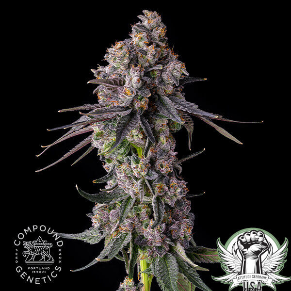Compound Genetics Seeds Rainbow Guave
