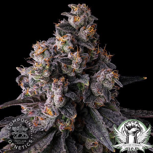 attitude compound rainbowguave2 600x600_600x600.jpg