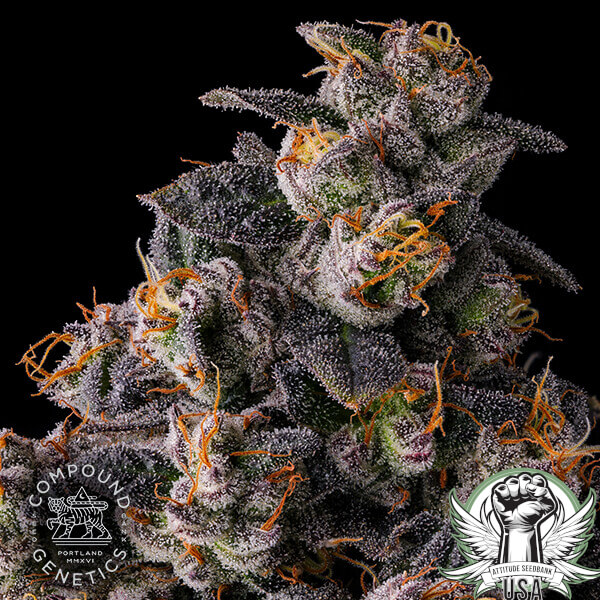 attitude compound rainbowguave3 600x600_600x600.jpg