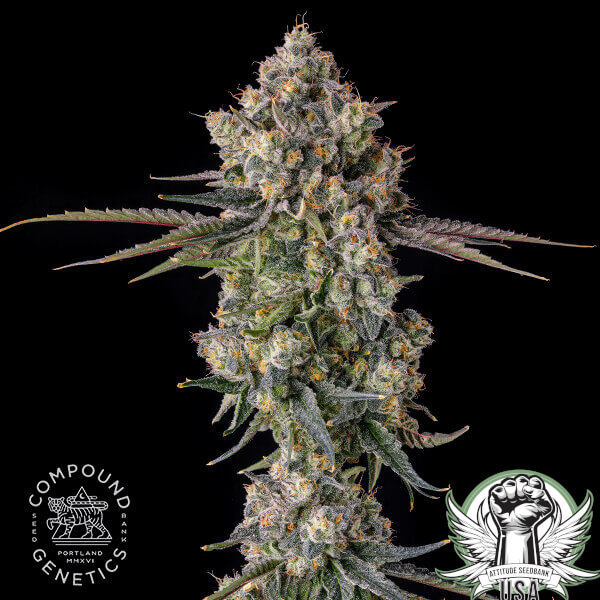 Compound Genetics Seeds Zhampagne