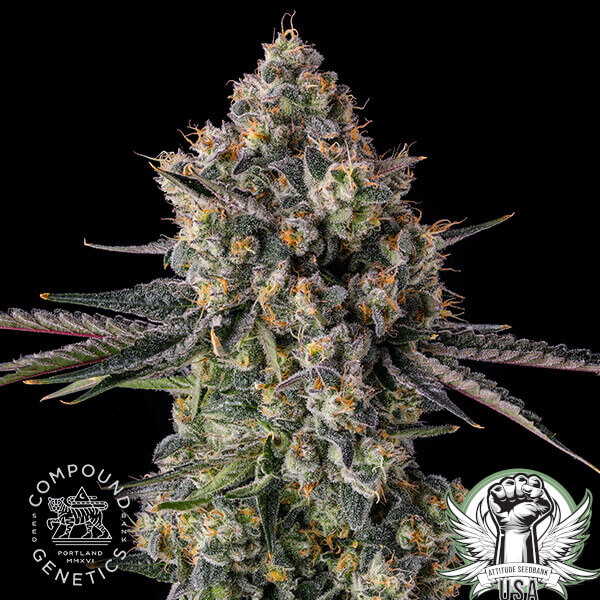 attitude compound zhampagne2 600x600_600x600.jpg