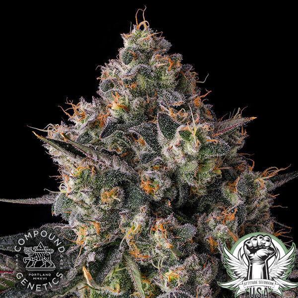 attitude compound zhampagne3 600x600_600x600.jpg