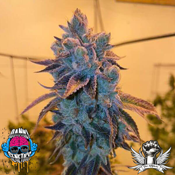 attitude dankgenetics poundz 2 600x600_600x600.jpg