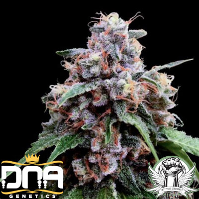 DNA Genetics Seeds Lemon 18 (Crockett Family Farms Collab)
