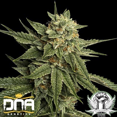 DNA Genetics Seeds Holy Grail Kush