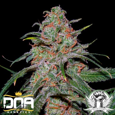 DNA Genetics Seeds Lemon Skunk