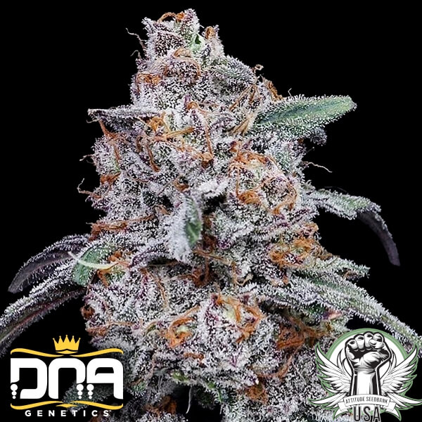 DNA Genetics Seeds Purple People Eater AUTO