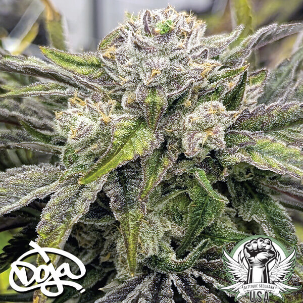 Doja Seeds Neon Wormz