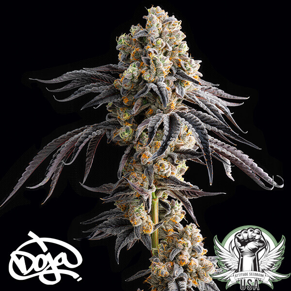 Doja Seeds Red Taffi