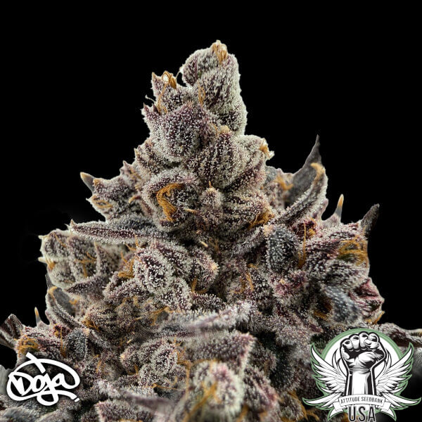 Doja Seeds Sapphire Solstice