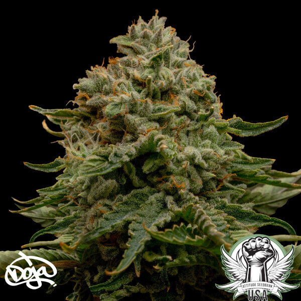 Doja Seeds Triple Z