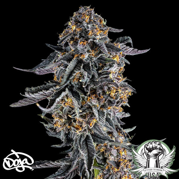 Doja Seeds Ultraviolet