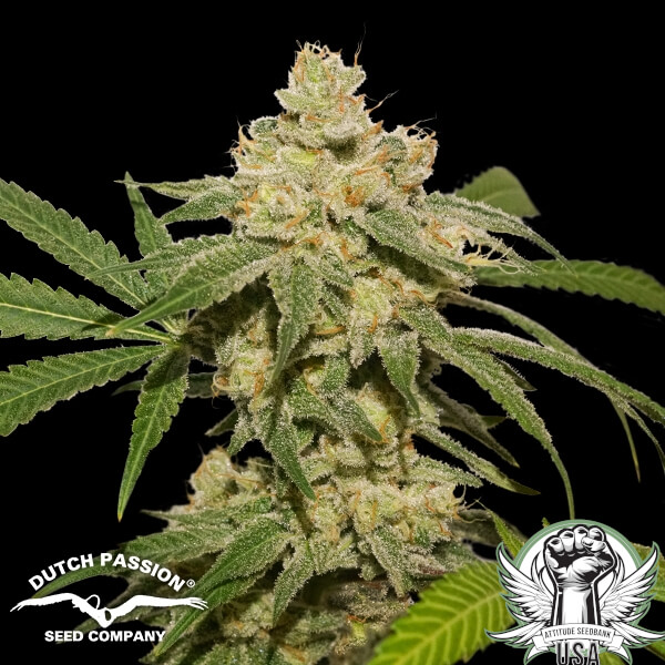 Dutch Passion Seeds Oh My Gusher AUTO