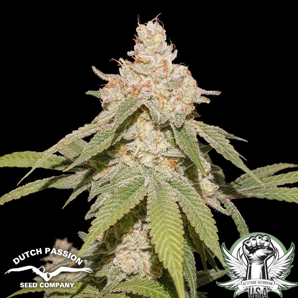 Dutch Passion Seeds SFV OG AUTO