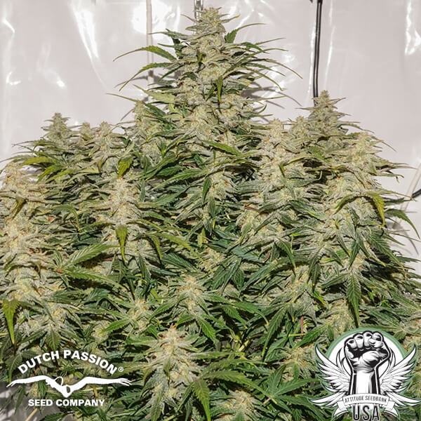 attitude dutch passion autosfvog4 600x600_600x600.jpg